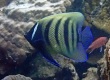 Six-Banded Angelfish