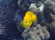 Yellow Angelfish