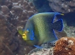Semicircle Angelfish (Amami Oshima)
