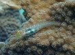 Yaeyama Blenny (Amami Oshima)