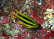 Yellowtail Damsel (Amami Oshima)