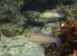 Threespot Wrasse (Kakeromajima)