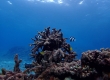 Humbug Dascyllus (Miyakojima)