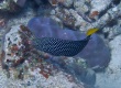 Yellowtail-Wrasse