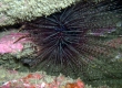 Urchin (Ise)