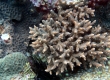 Coral (Miyakojima)