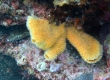 Yellow Sponge (Enoshima)