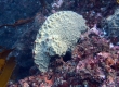 Sponge (Enoshima)