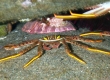 Crabs (Enoshima)