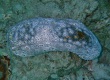 Leopard Sea Cucumber