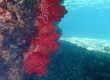 Red Soft Coral