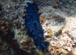 Black Knobby Sea Cucumber