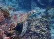 Green Sea Turtle (Amami Oshima)