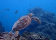 Green Sea Turtle (Amami Oshima)