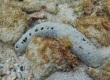 Black Sea Cucumber