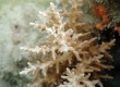 Acropora