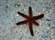 Starfish