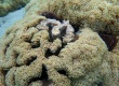 Anchor Coral Head