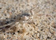 Ghost Crab