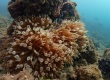 Bubble-tip Anemone