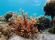 Soft Coral