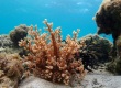 Soft Coral