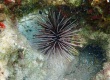 Banded Urchin