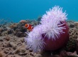 Magnificent Anemone