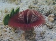 Featherduster Worm