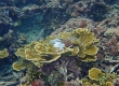 Coral (Miykojima)