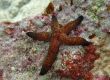 Luzon Sea Star (Miyakojima)