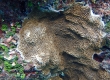 Spotted Linckia Starfish and Coral (Miykojima)