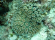 Coral (Miyakojima)