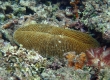 Mushroom Coral (Miyakojima)