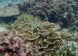 Coral (Miyakojima)