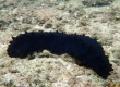 Sea Cucumber (Miyakojima)