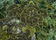 Coral (Miyakojima)