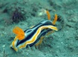 Magnificent Nudibranch