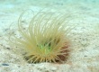 Tube Anemone