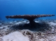 Table coral (Miyakojima)