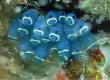 Blue Tunicates (Amami Oshima)