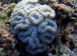 Brain Coral (Miyakojima)