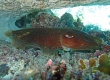 Cuttlefish (Amami Oshima)