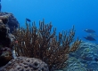 Coral (Miyakojima)