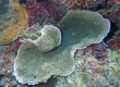 Coral (Miyakojima)