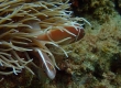 Anemonefish