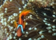 Anemonefish