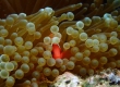 Anemonefish