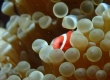 Anemonefish