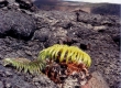 Kilauea054a